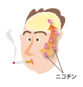 タバコを吸うと、ニコチンが肺から血中に入り、すぐに脳へ・・・
