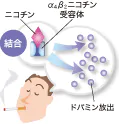 ニコチンが脳のα4β2ニコチン受容体と結びつき、快感を生じさせるドパミンが放出されます。